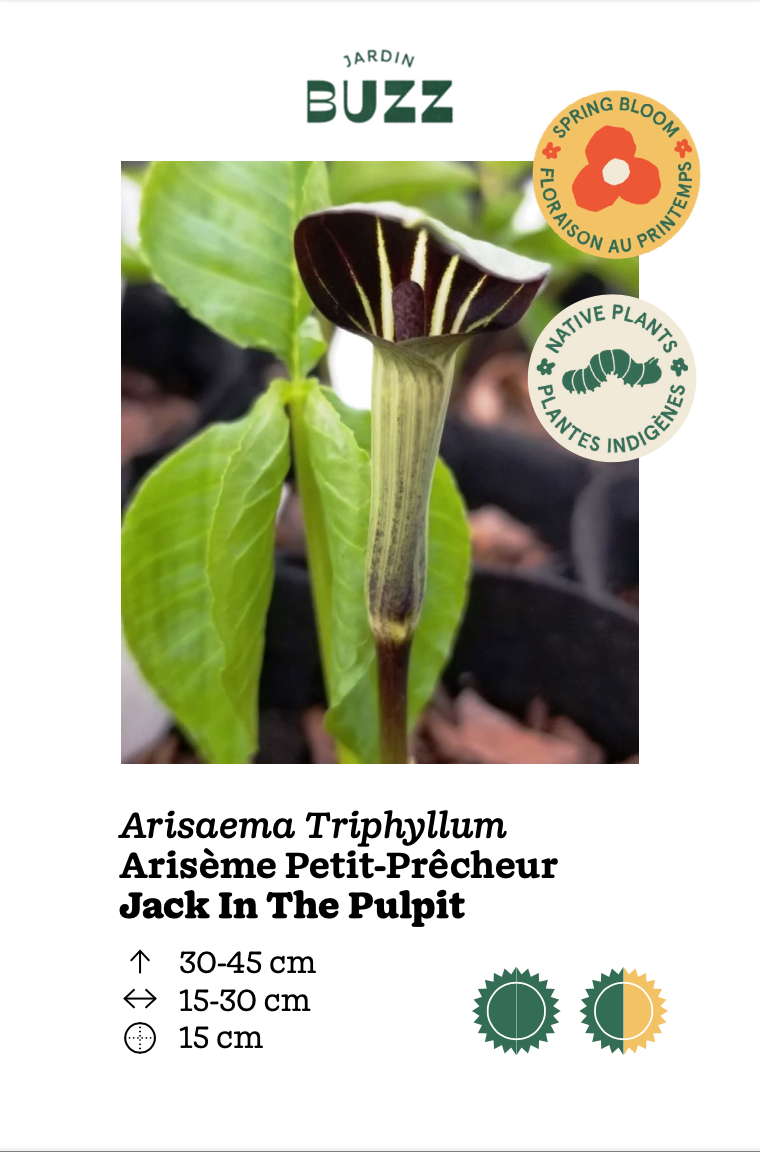 Arisaema triphyllum / Arisème petit-prêcheur / Jack in the Pulpit