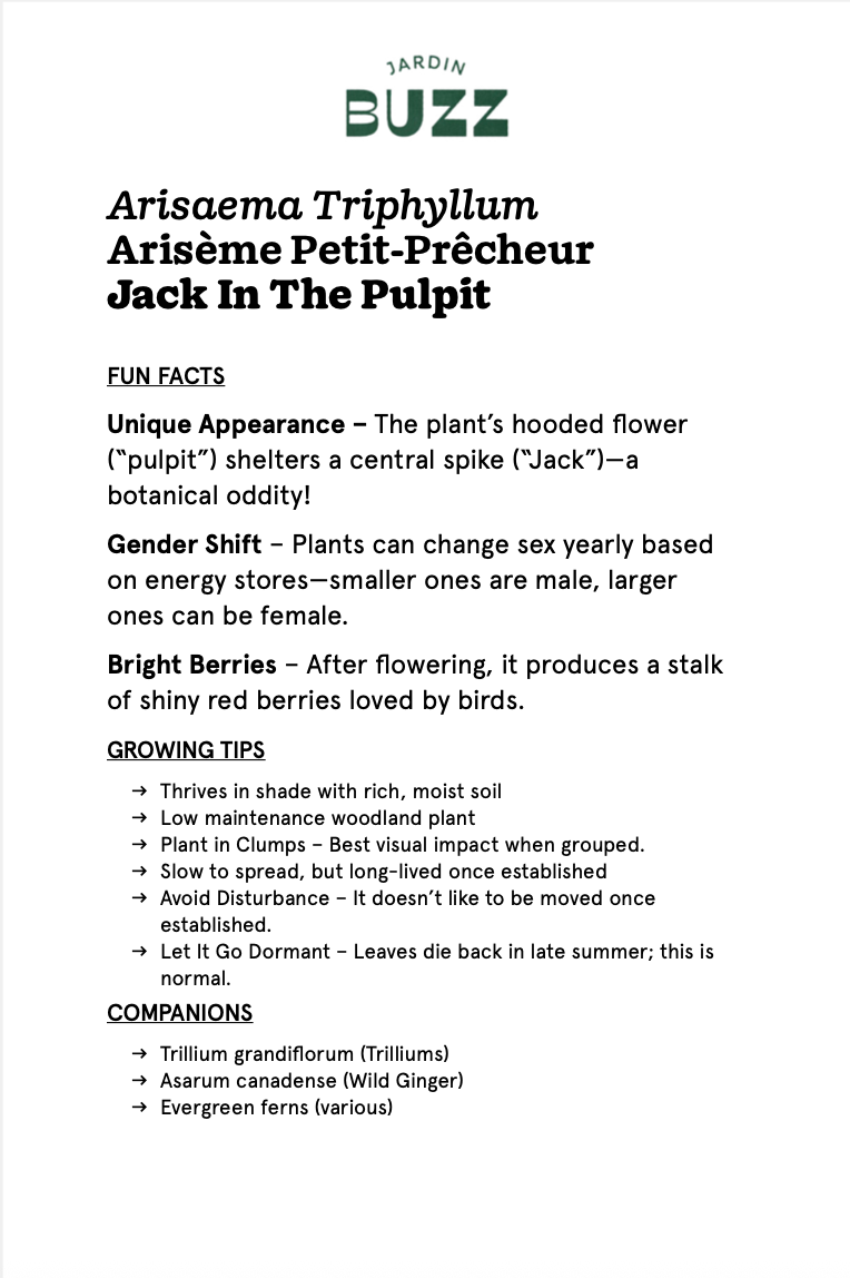 Arisaema triphyllum / Arisème petit-prêcheur / Jack in the Pulpit