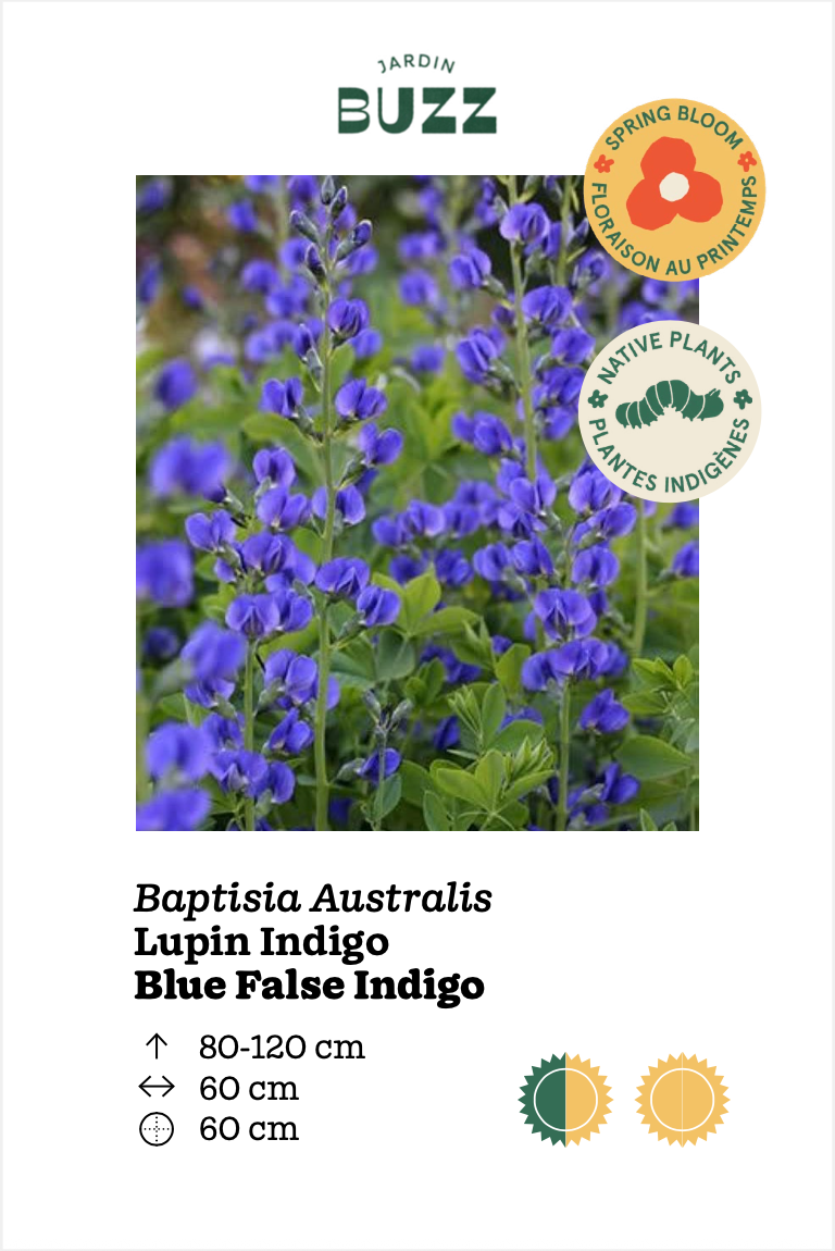 Baptisia australis / Baptisia australis / Wild Blue False Indigo