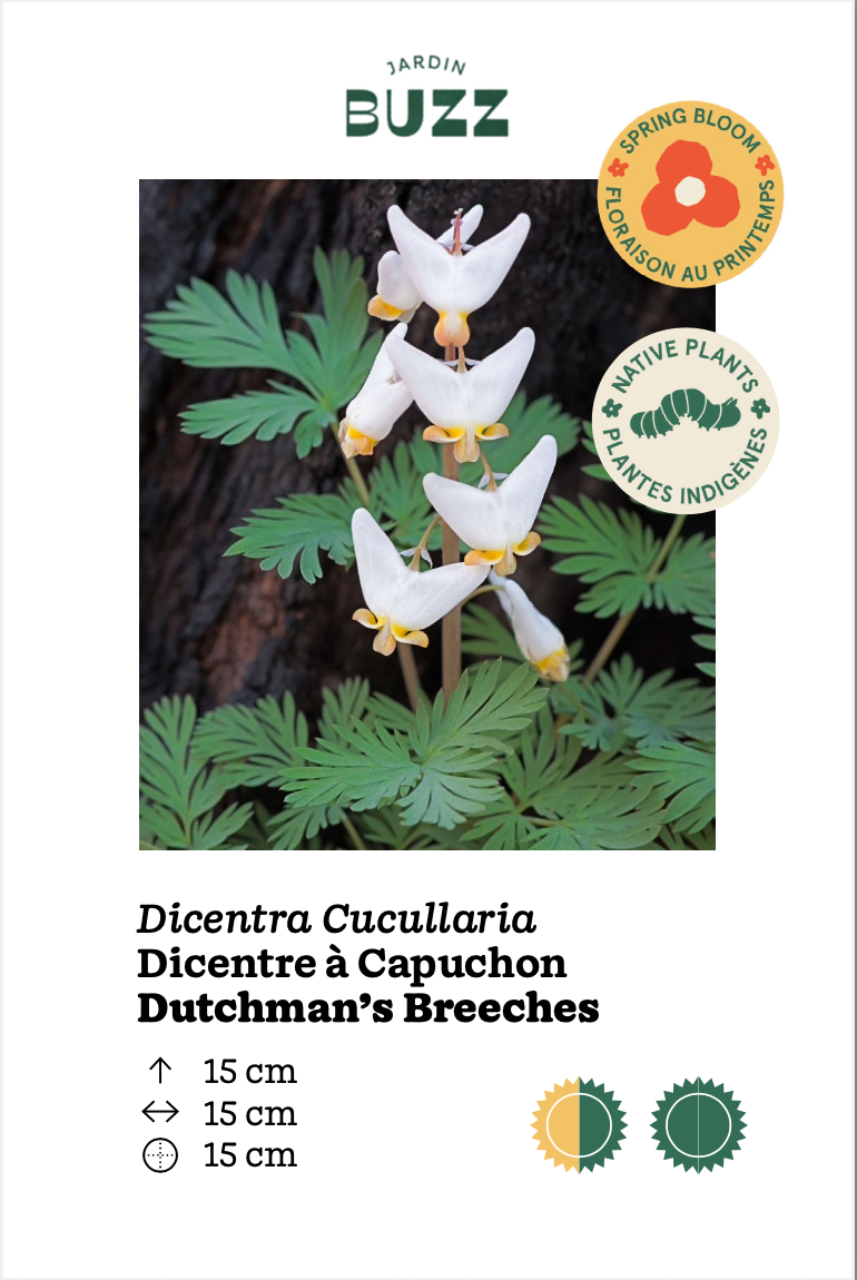 Dicentra cucullaria / Dicentre à capuchon / Dutchman's breeches