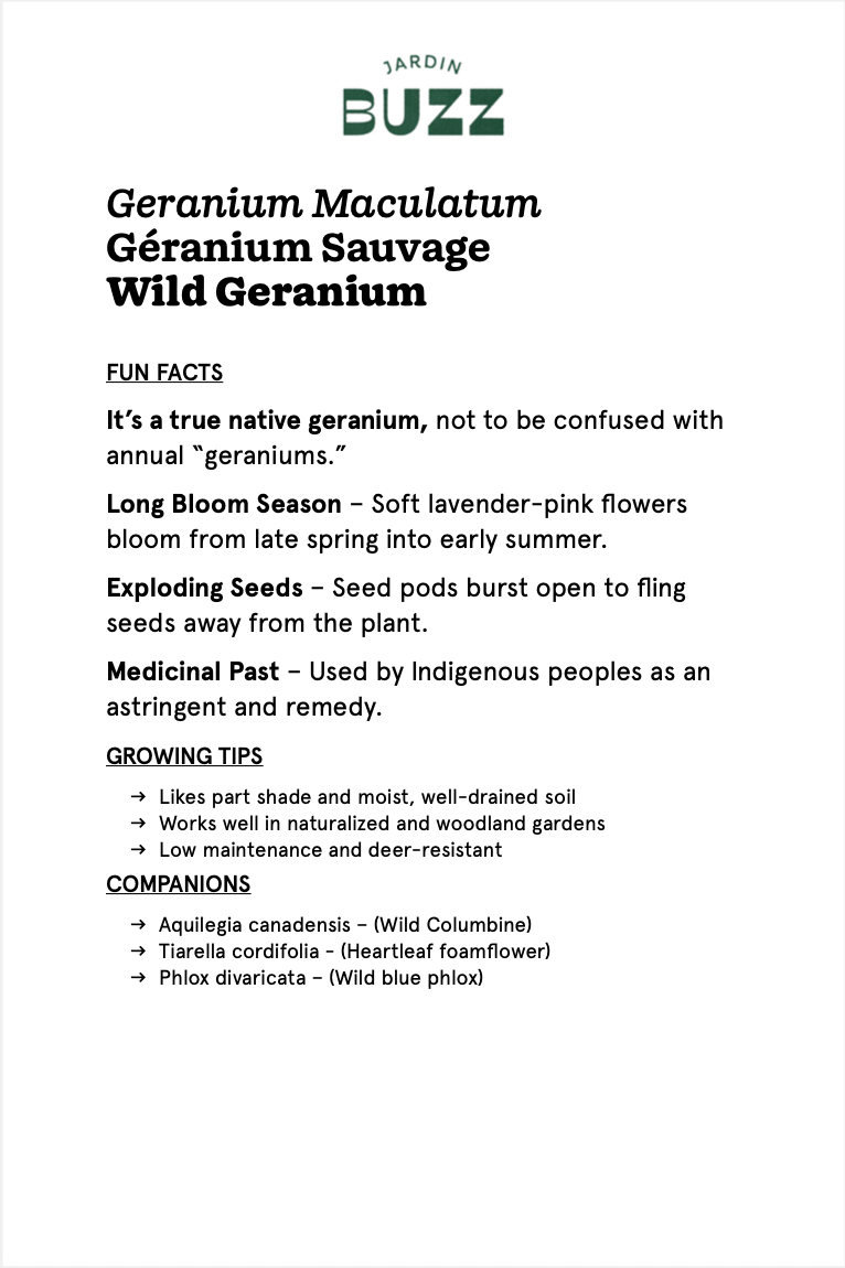 Geranium maculatum / Géranium maculé, Géranium sauvage américain / Wild Geranium