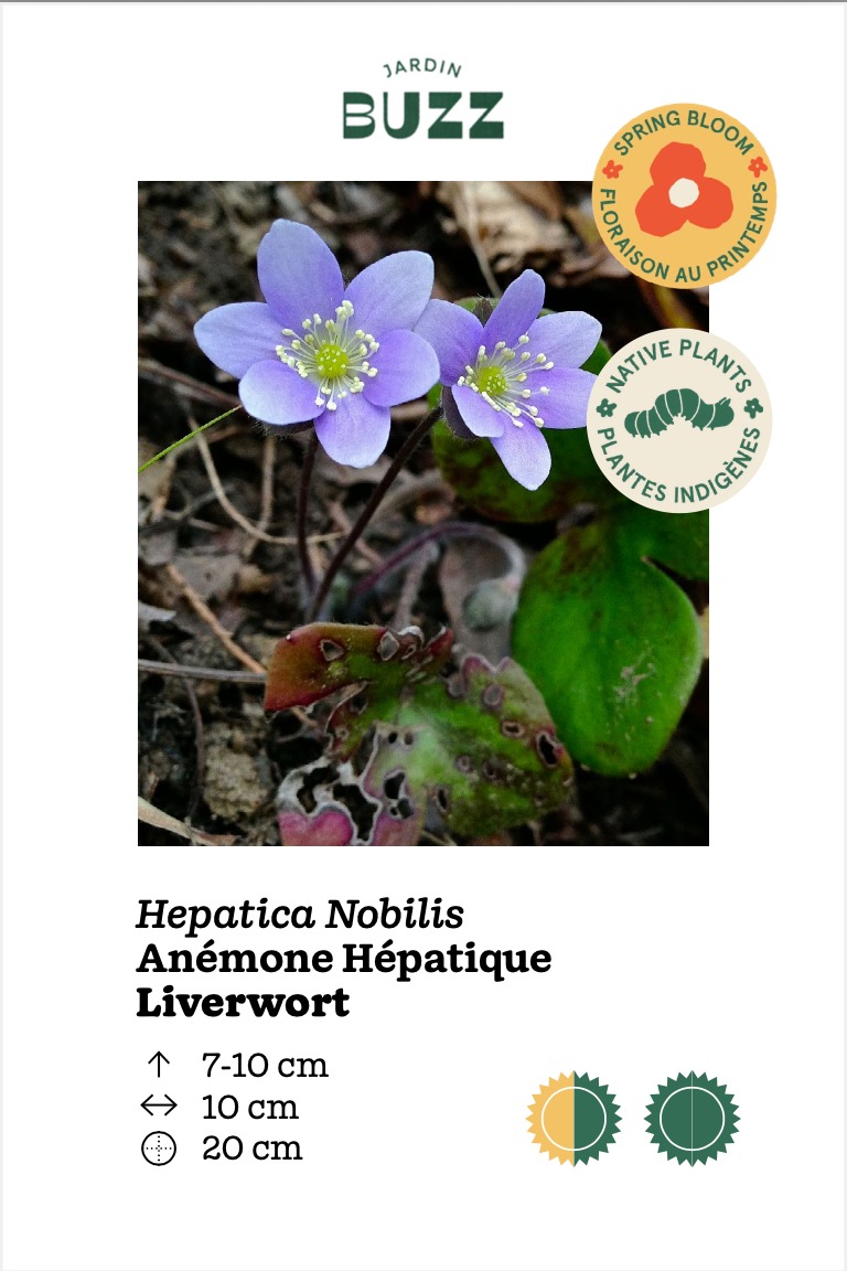 Hepatica Noblis / Anémone hépatique / Hepatica (Liverwort)