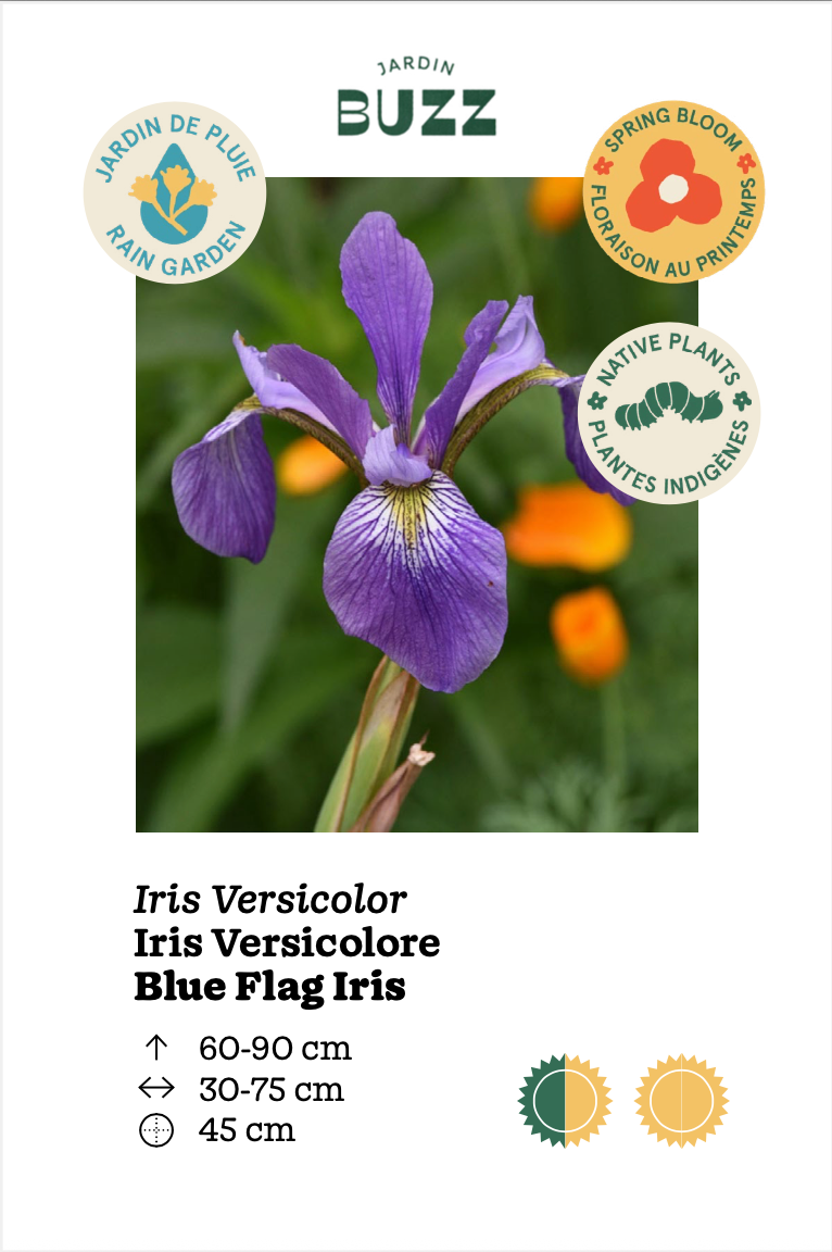 Iris Versicolor / Northern Blue Flag Iris