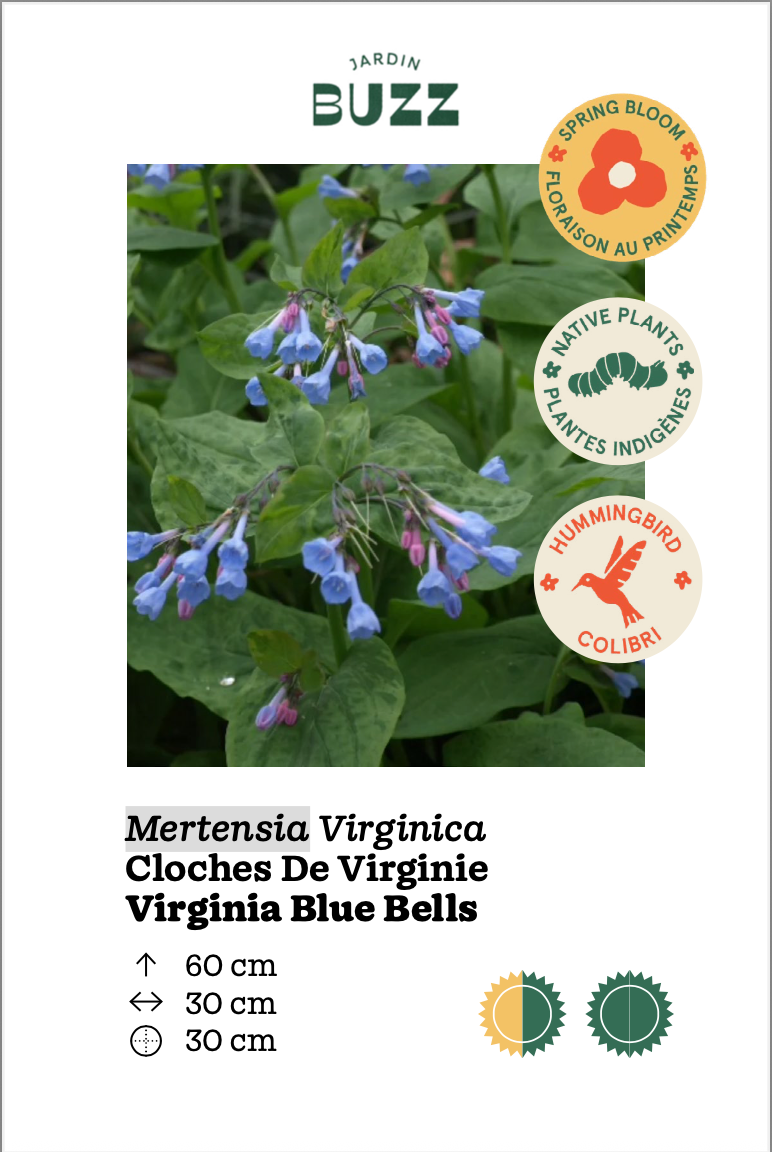 Mertensia Virginica / Virginia Bells / Virginia Blue Bells - Mertensia