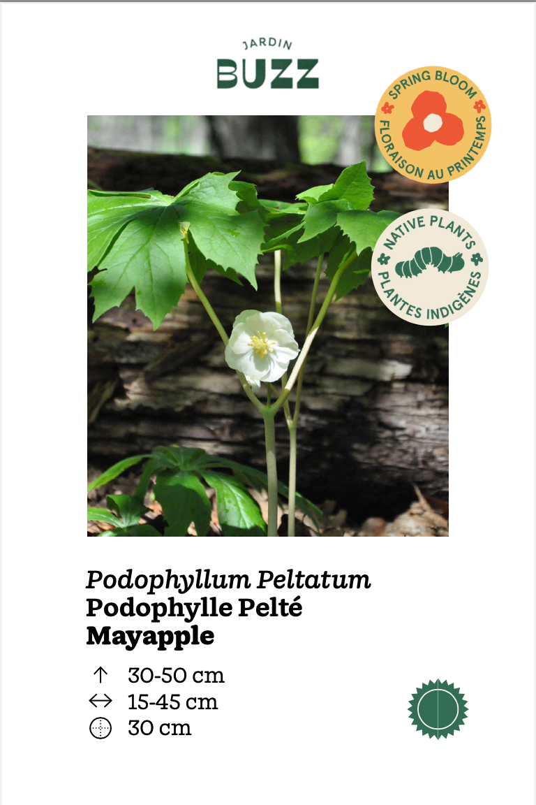 Podophyllum peltatum / Peltated Podophyllum / Mayapple