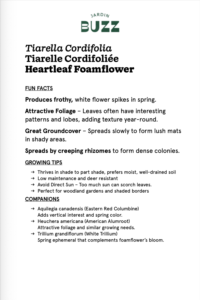 Tiarella cordifolia / Foam Flower