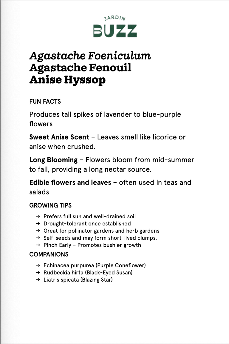 Agastache foeniculum / Agastache fenouil / Anise Hyssop