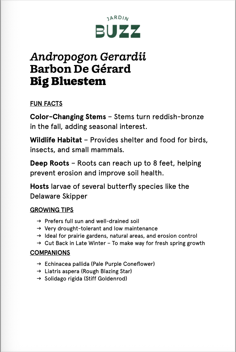 Andropogon gerardi "Black Hawk" / Barbon de Gérard 'Black Hawk' / Big bluestem "Black Hawk"