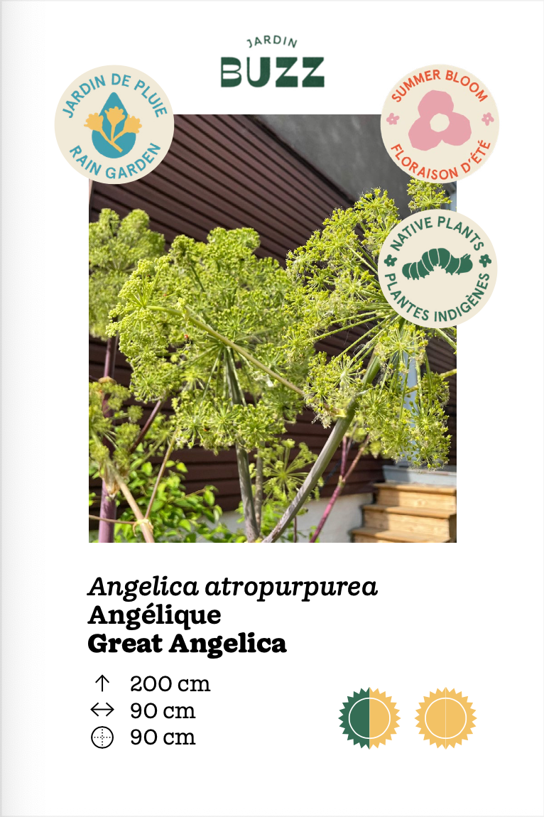 Angelica atropurpurea / Angelica / Great Angelica
