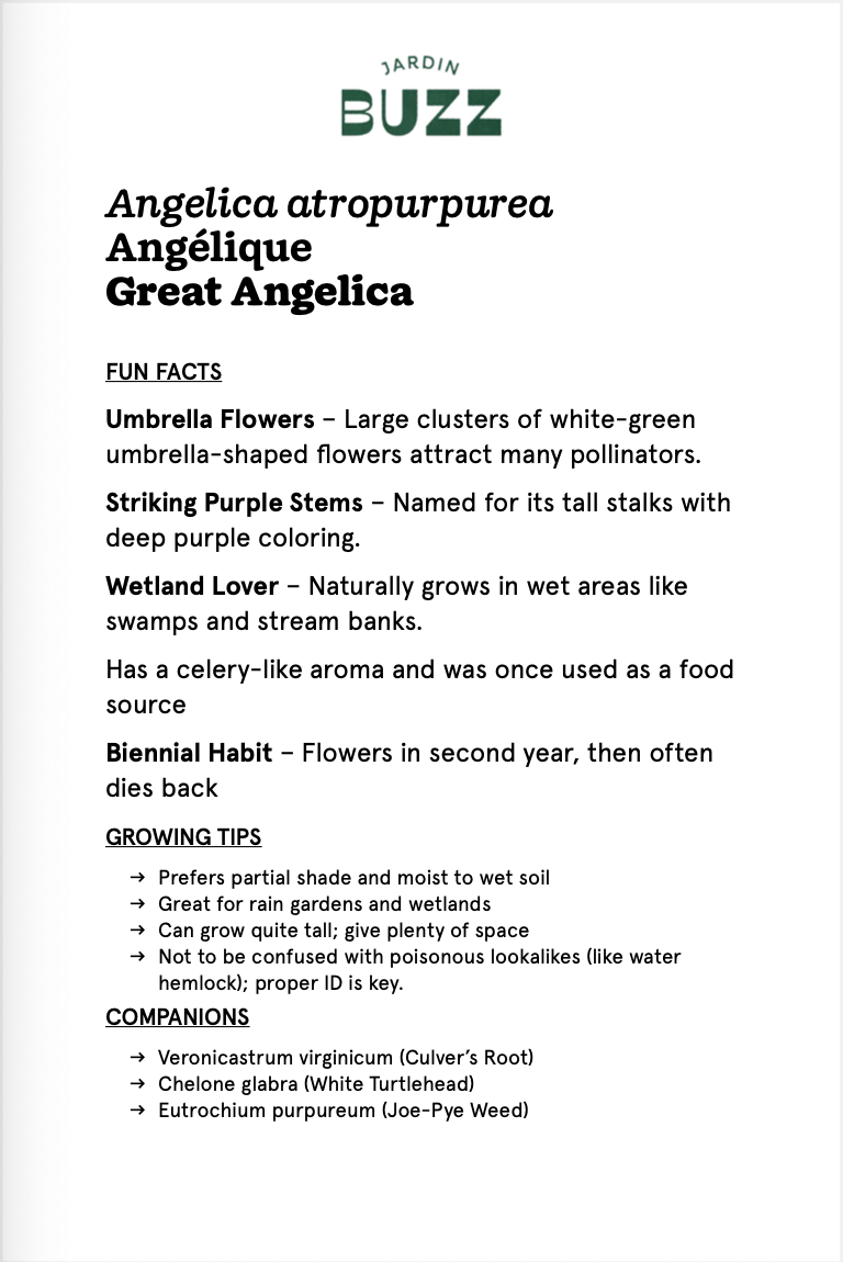 Angelica atropurpurea / Angelica / Great Angelica