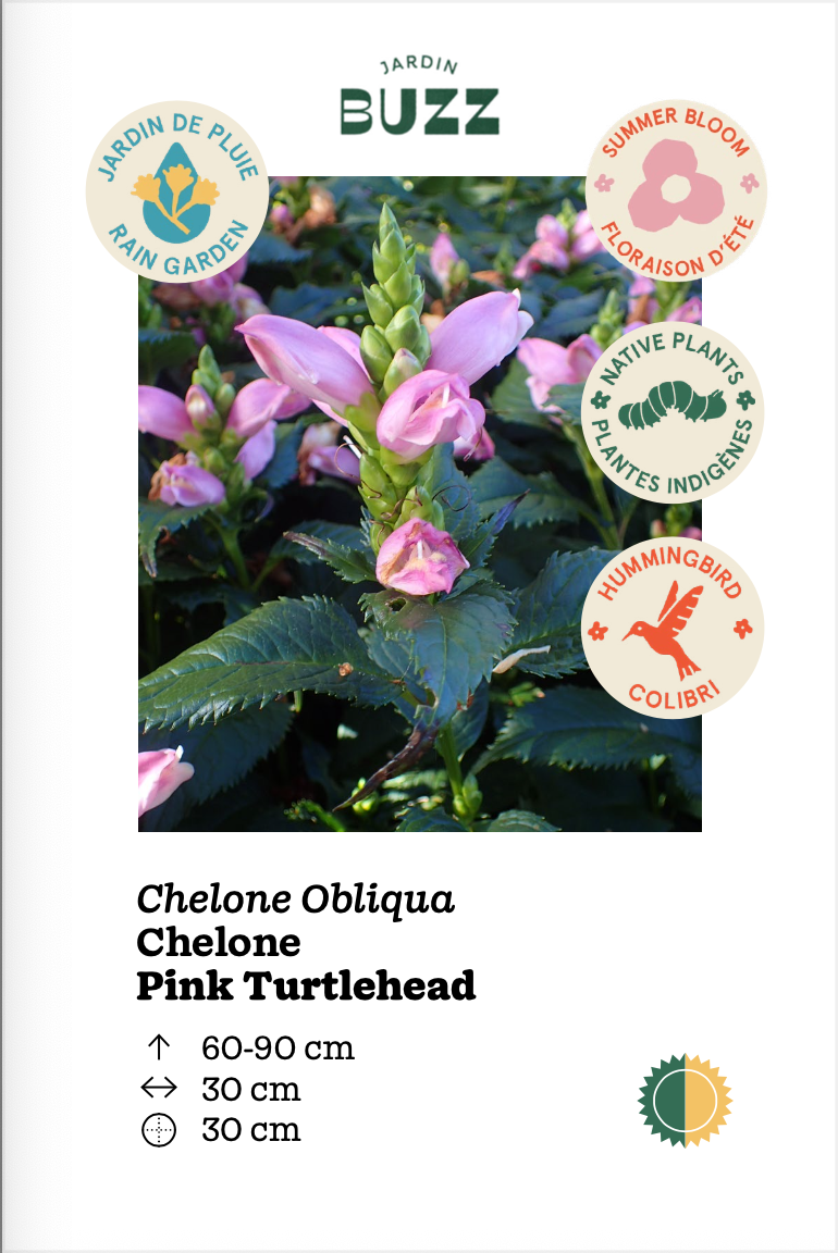 Chelone Obliqua / Chelone obliqua / Turtlehead pink