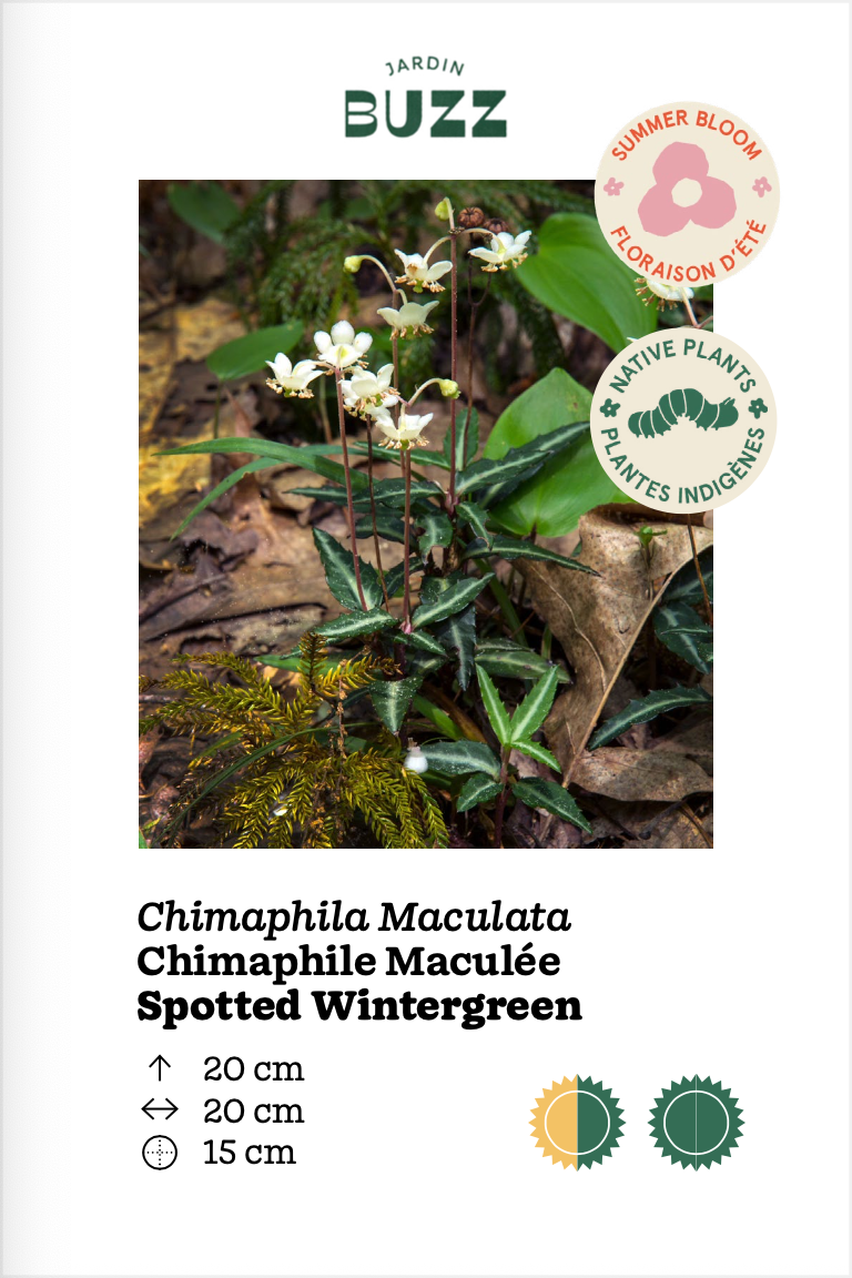 Chimaphila maculate / Spotted Chimaphila / Wintergreen
