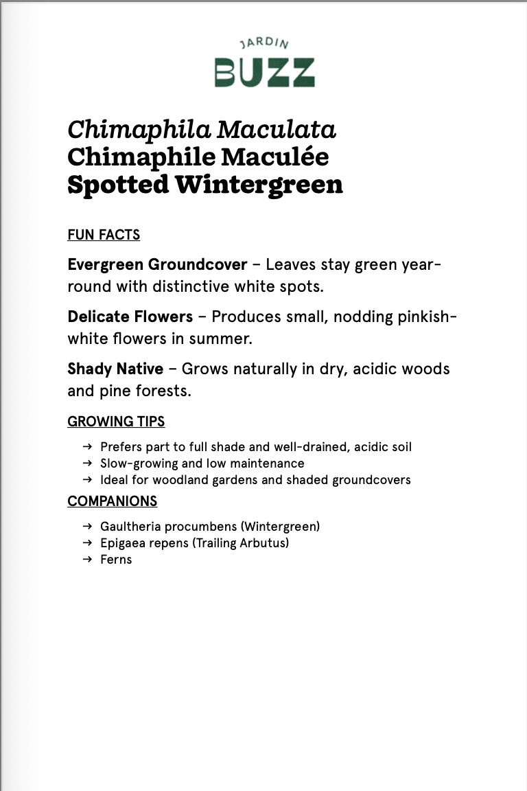 Chimaphila maculate / Spotted Chimaphila / Wintergreen