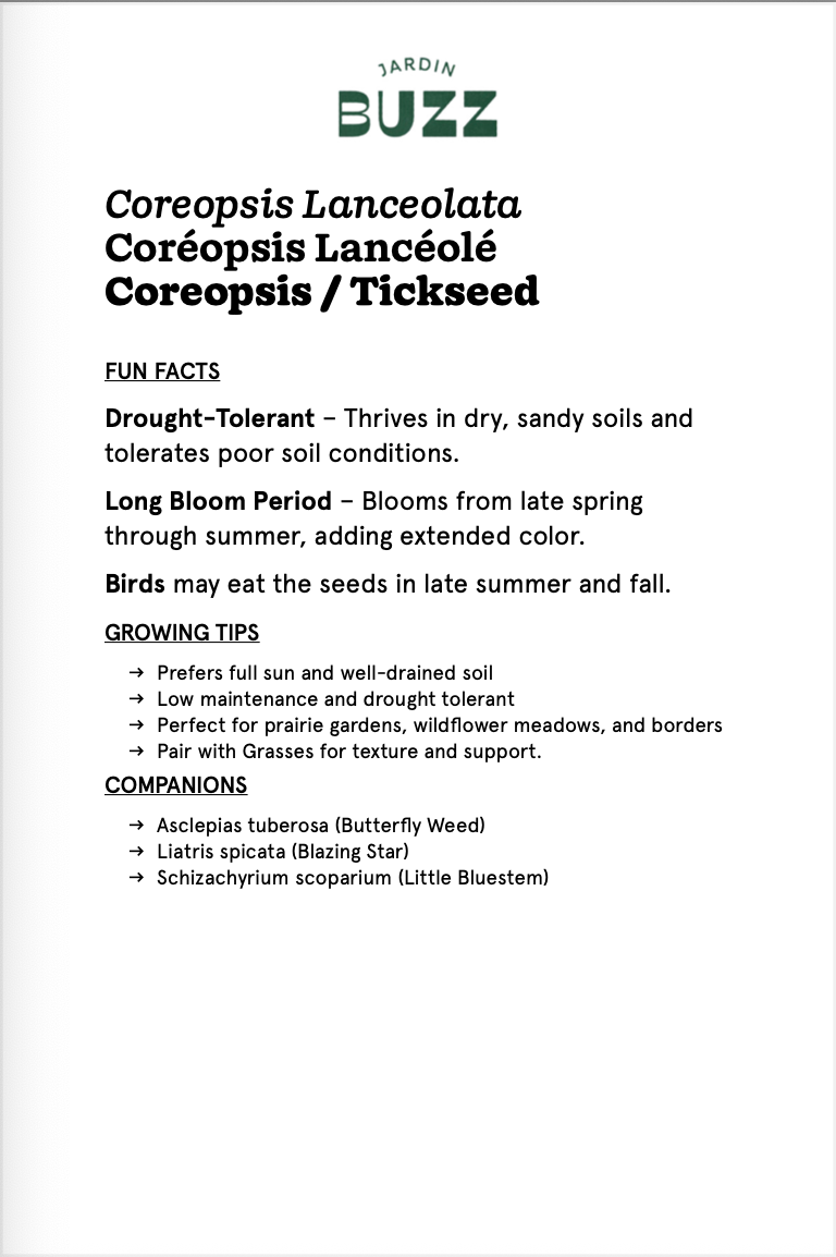 Coreopsis lanceolata / Coreopsis lanceolate / Lanceleaf Coreopsis -Tickseed / Lance-leaved tickseed