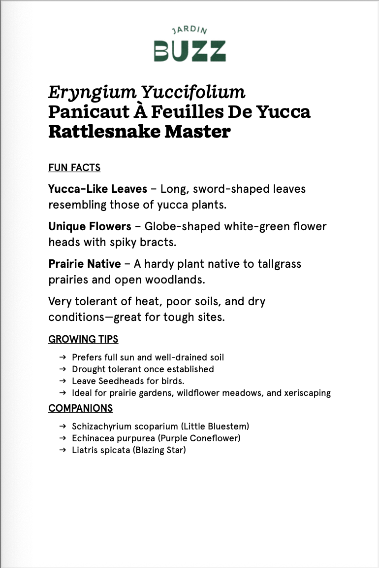 Eryngium Yuccifolium / Yucca-leaved Panicaut / Rattlesnake Master