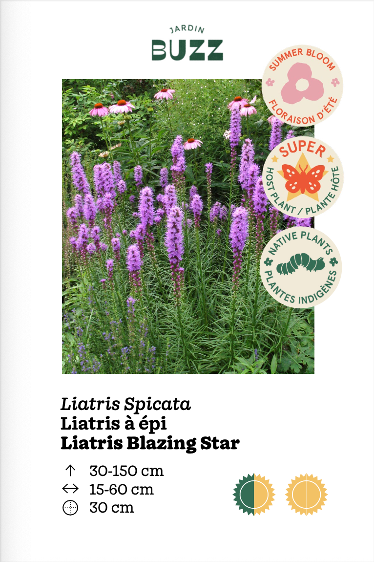 Liatris Spicata / Liatris Spicata / Dense blazing star