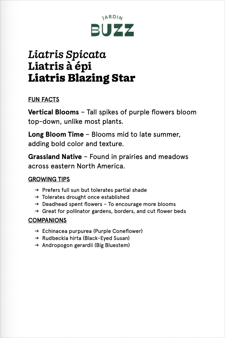 Liatris Spicata / Liatris Spicata / Dense blazing star
