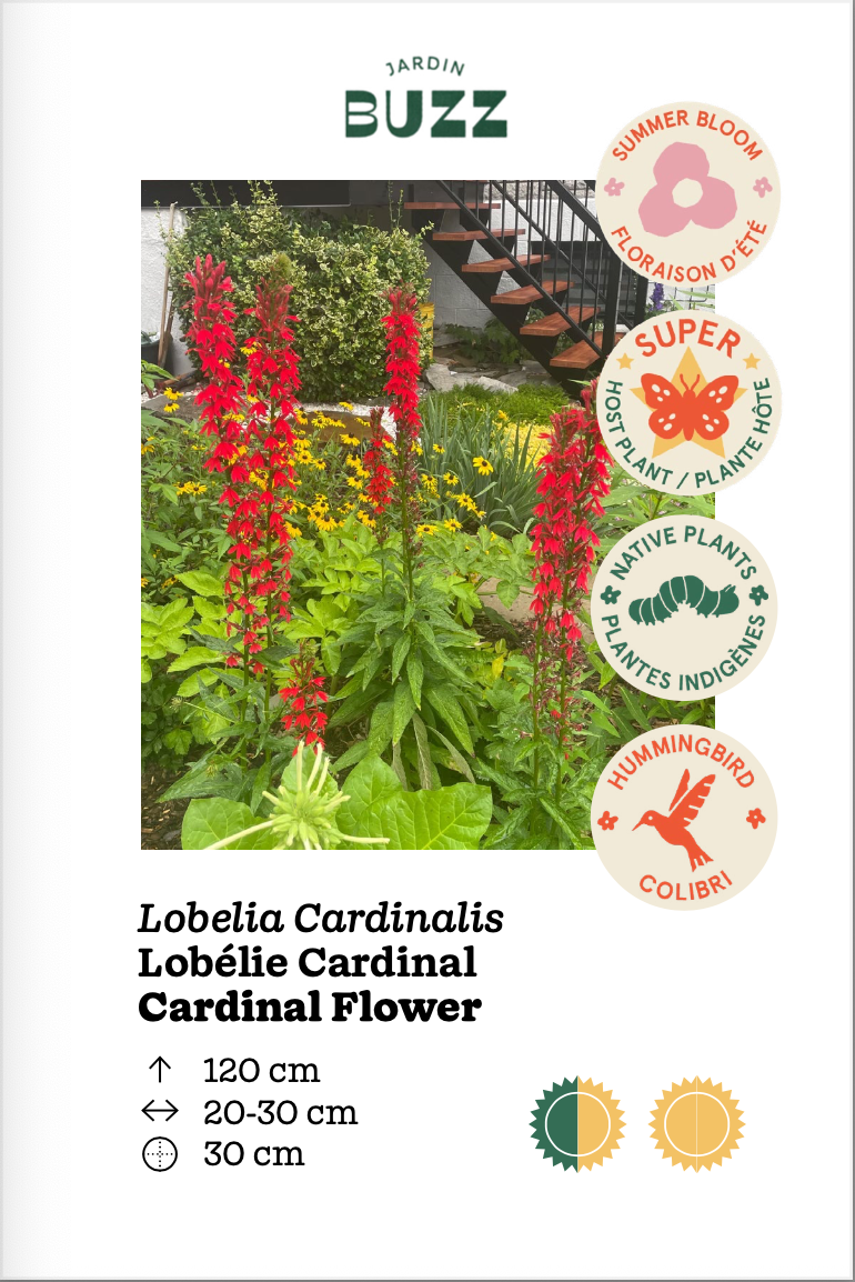 Lobelia cardinalis / Cardinal lobelia / Cardinal Flower