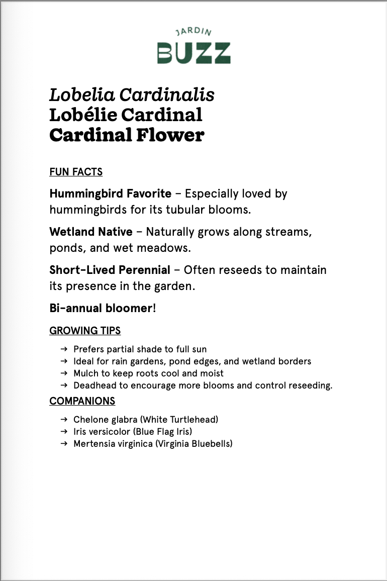 Lobelia cardinalis / Cardinal lobelia / Cardinal Flower