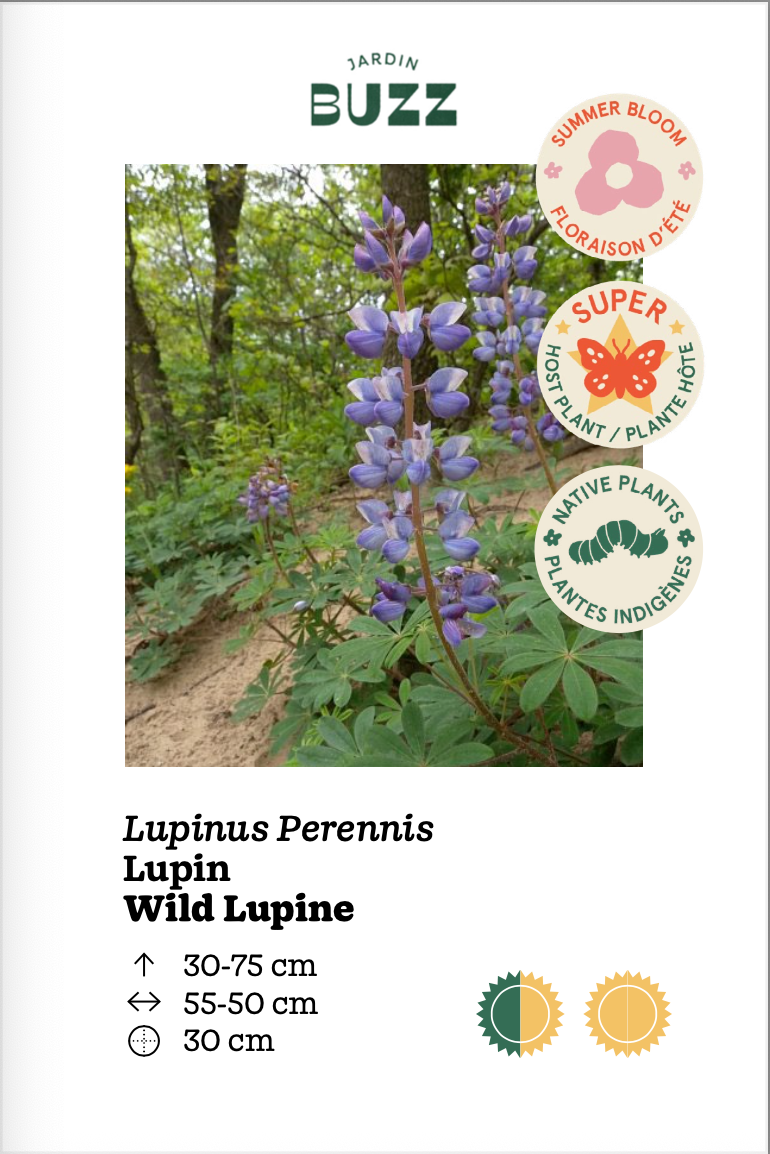 Lupinus perennis / Lupin / Wild Lupin