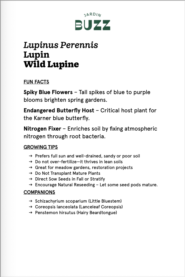 Lupinus perennis / Lupin / Wild Lupin