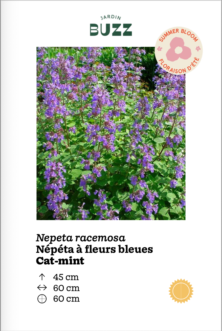 Nepeta racemosa / Népéta à fleurs bleues / Catmint