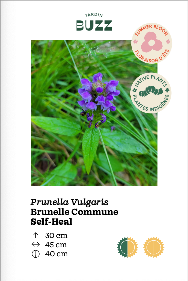 Prunella vulgaris / Brunelle commune / Self Heal