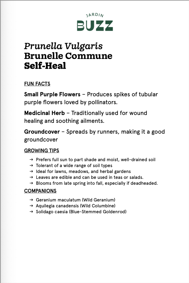 Prunella vulgaris / Brunelle commune / Self Heal