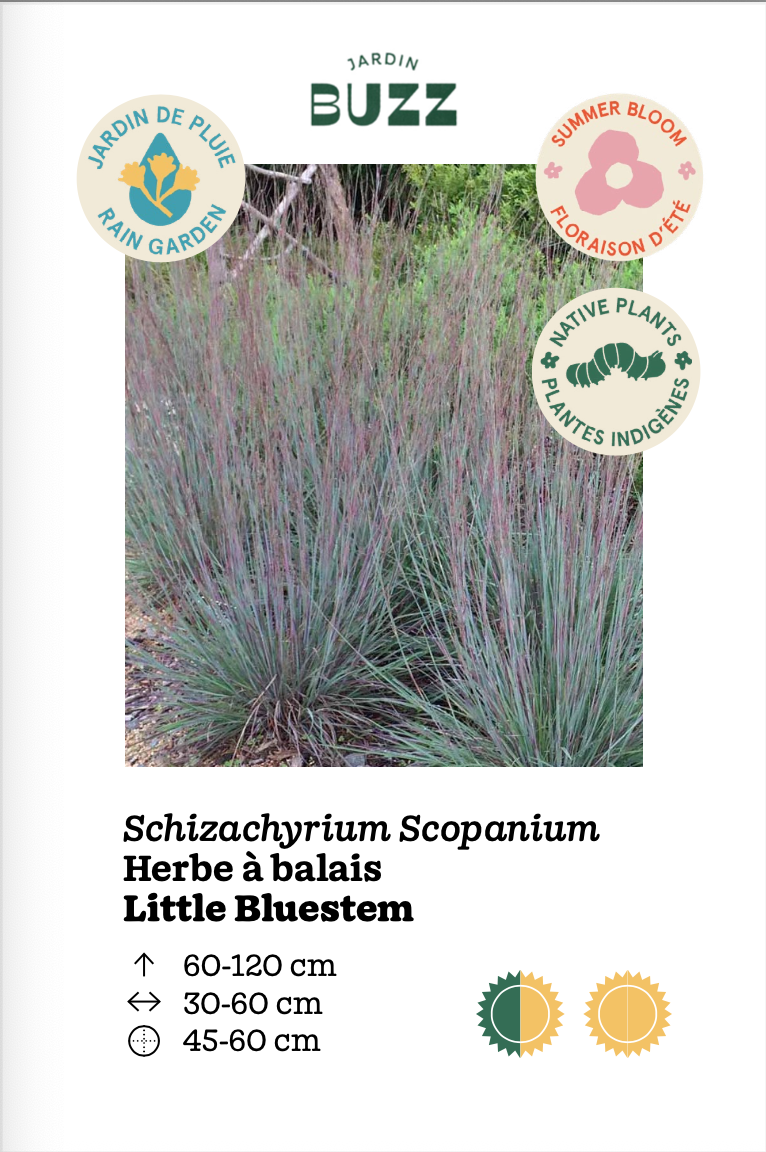Schizachrium Scoparium / Herbe à balais / Little Bluestem