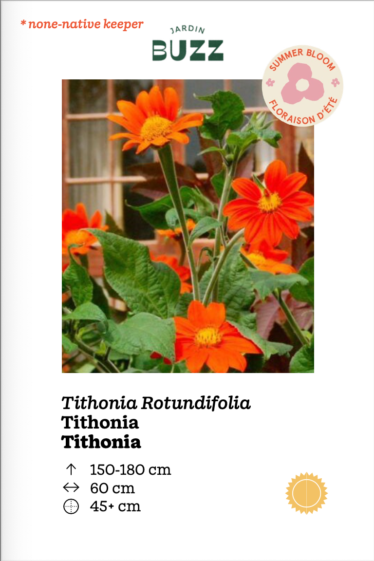 Tithonia rotundifolia "Mexican Torchlight" / Mexican sun / Tithonia "Mexican Torchlight"