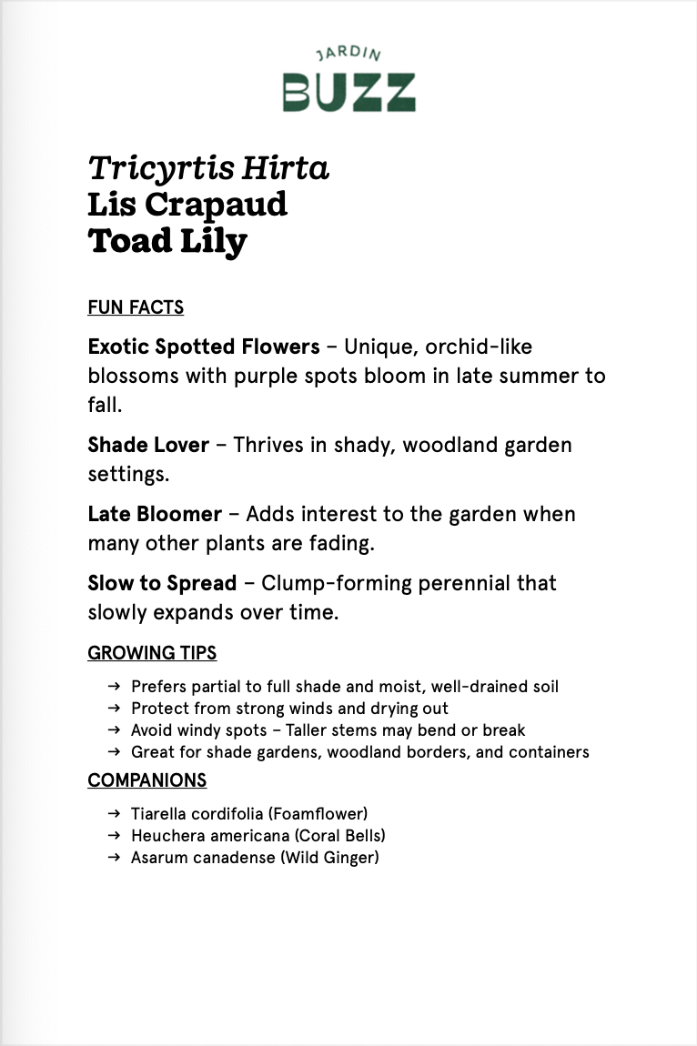 Tricyrtis Hirta / Lis crapaud / Japanese Toad Lilly