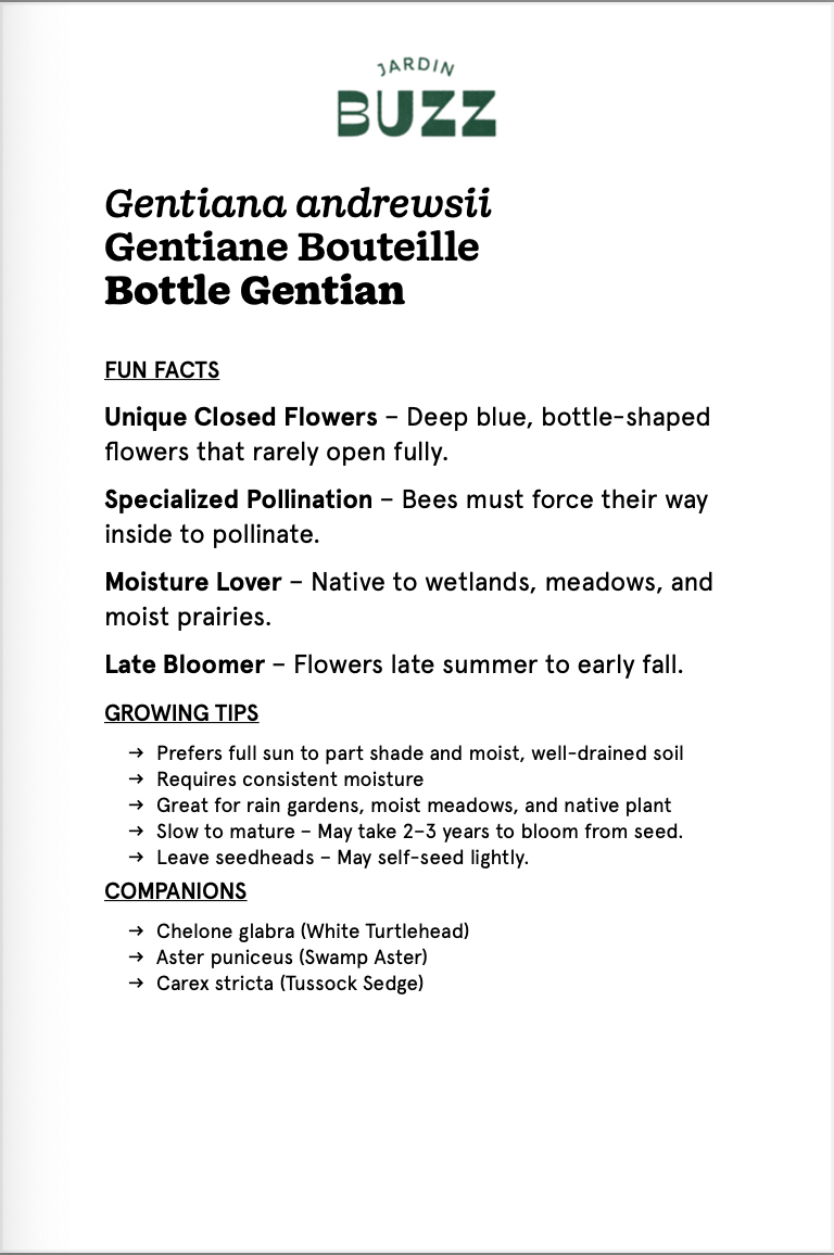 Gentiana andrewsii / Gentiane d’Andrews, Gentiane Bouteille / Bottle Gentian