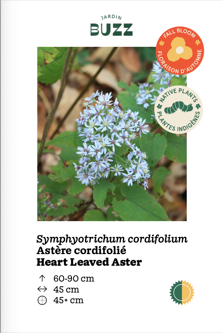 Symphyotrichum cordifolium (Aster cordifolius) / Aster cordifolié / Heart Leaved Aster
