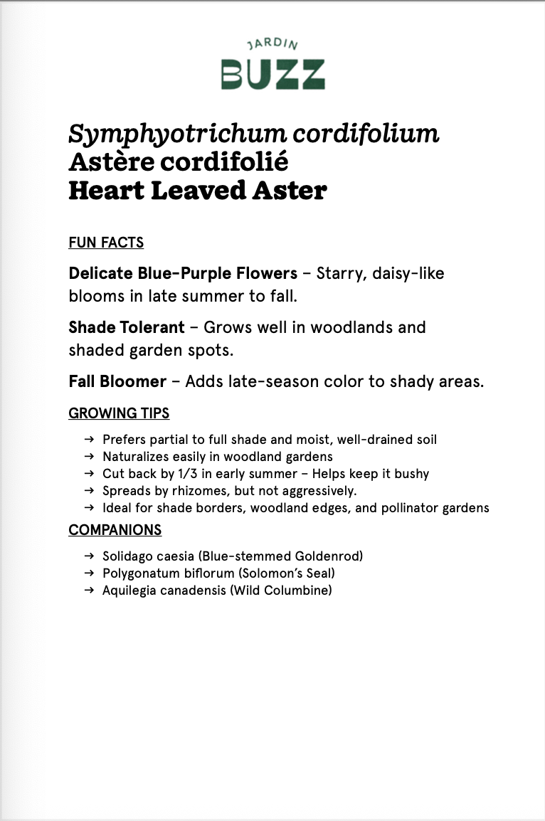 Symphyotrichum cordifolium (Aster cordifolius) / Aster cordifolié / Heart Leaved Aster