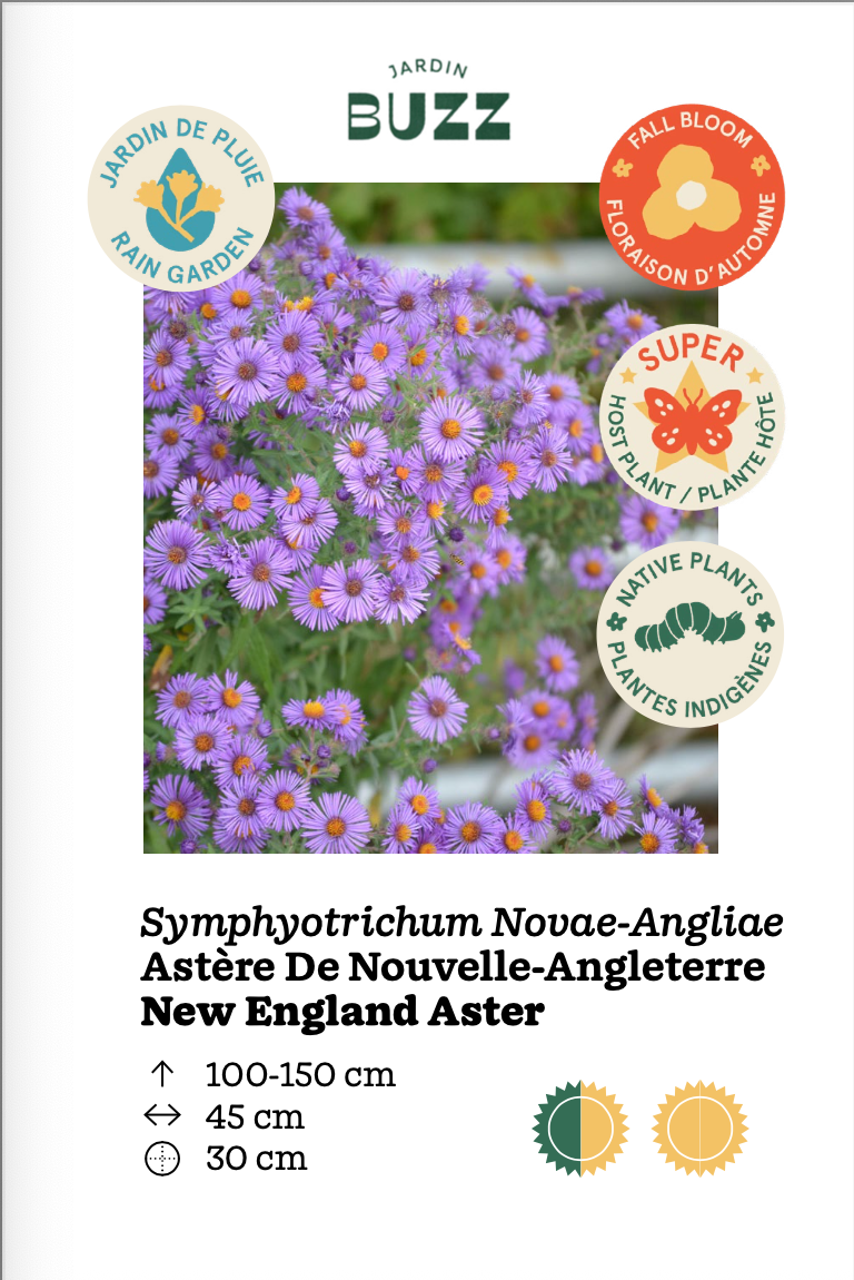 Symphyotrichum novae-angliae / Aster de Nouvelle-Angleterre / New England Aster