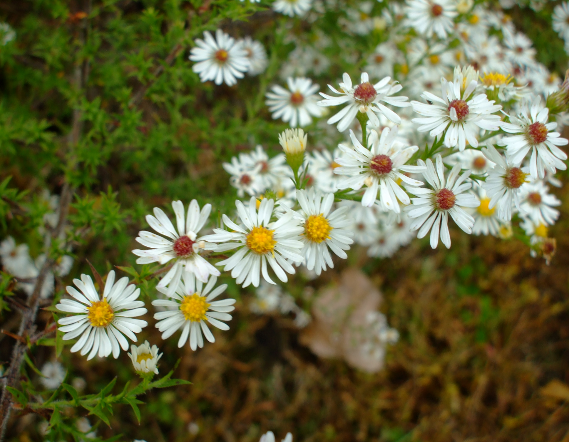 Symphyotrichum pilosum / Aster poilu / Frost Aster