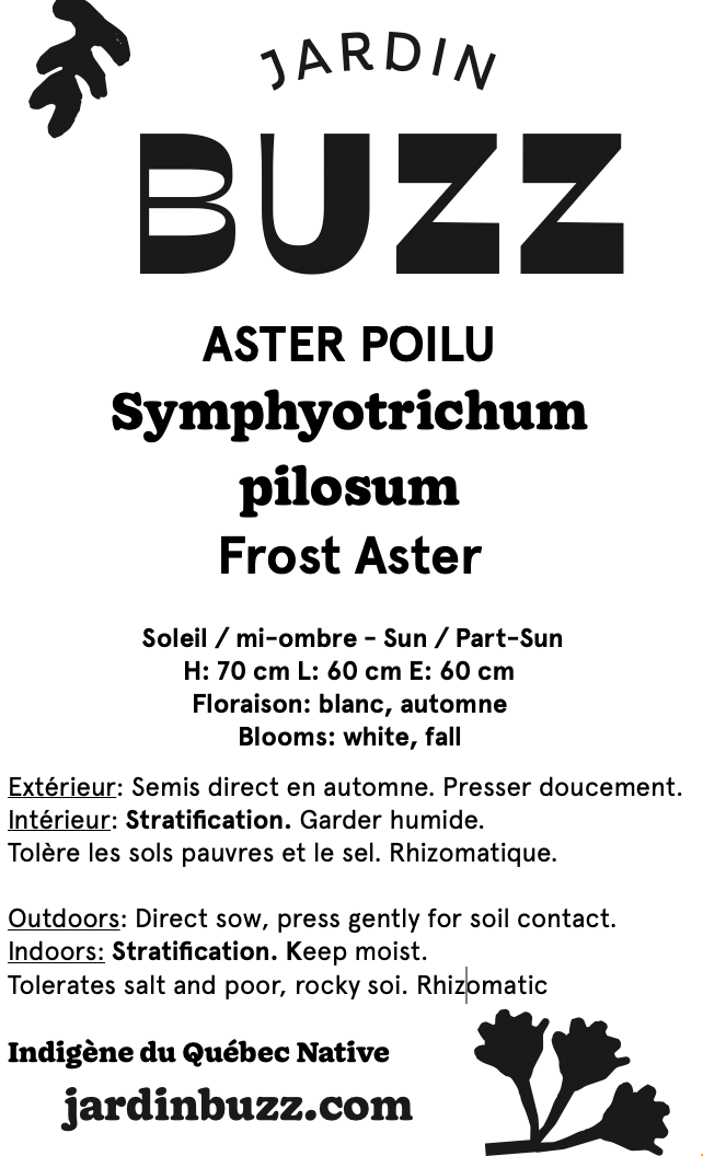 Symphyotrichum pilosum / Aster poilu / Frost Aster
