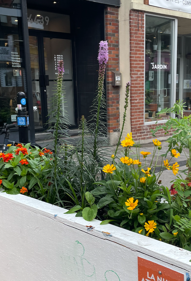 Liatris Spicata / Liatris Spicata / Dense blazing star