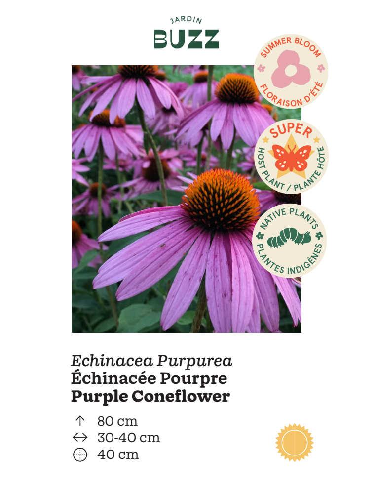 Echinacea purpurea / Purple Coneflower / Échinacée pourpre