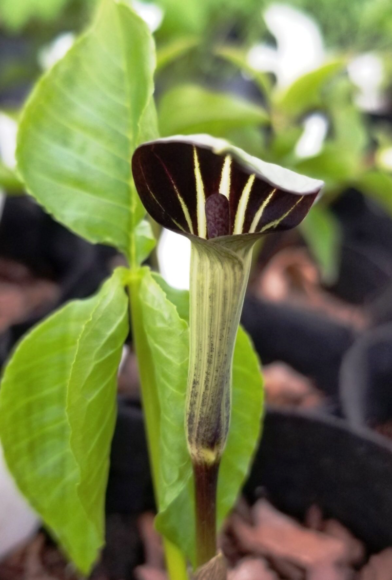 Arisaema triphyllum / Jack in the Pulpit