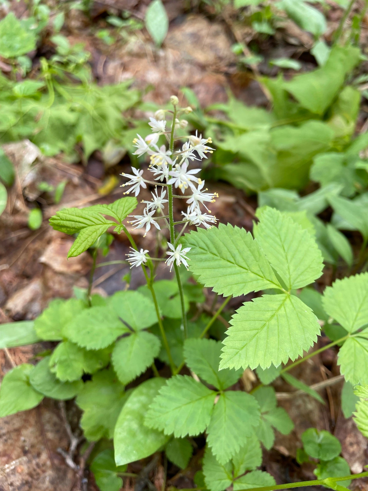 Tiarella cordifolia / Foam Flower