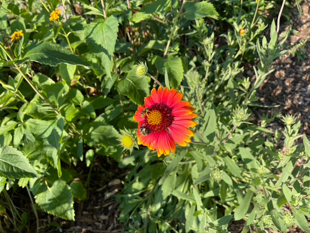 Gaillardia grandiflora 'Arizona Sun' / Gaillarde 'Arizona sun'  / Gaillardia "Arizona Sun"