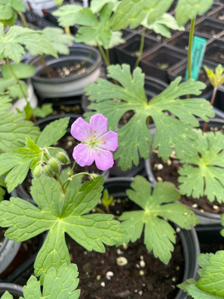 Geranium maculatum / Spotted Geranium, American Wild Geranium / Wild Geranium