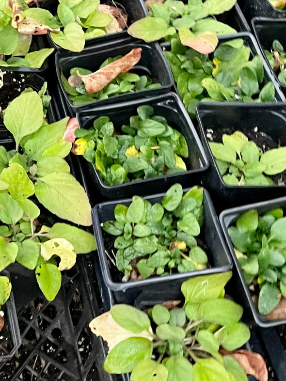 Prunella vulgaris / Brunelle commune / Self Heal