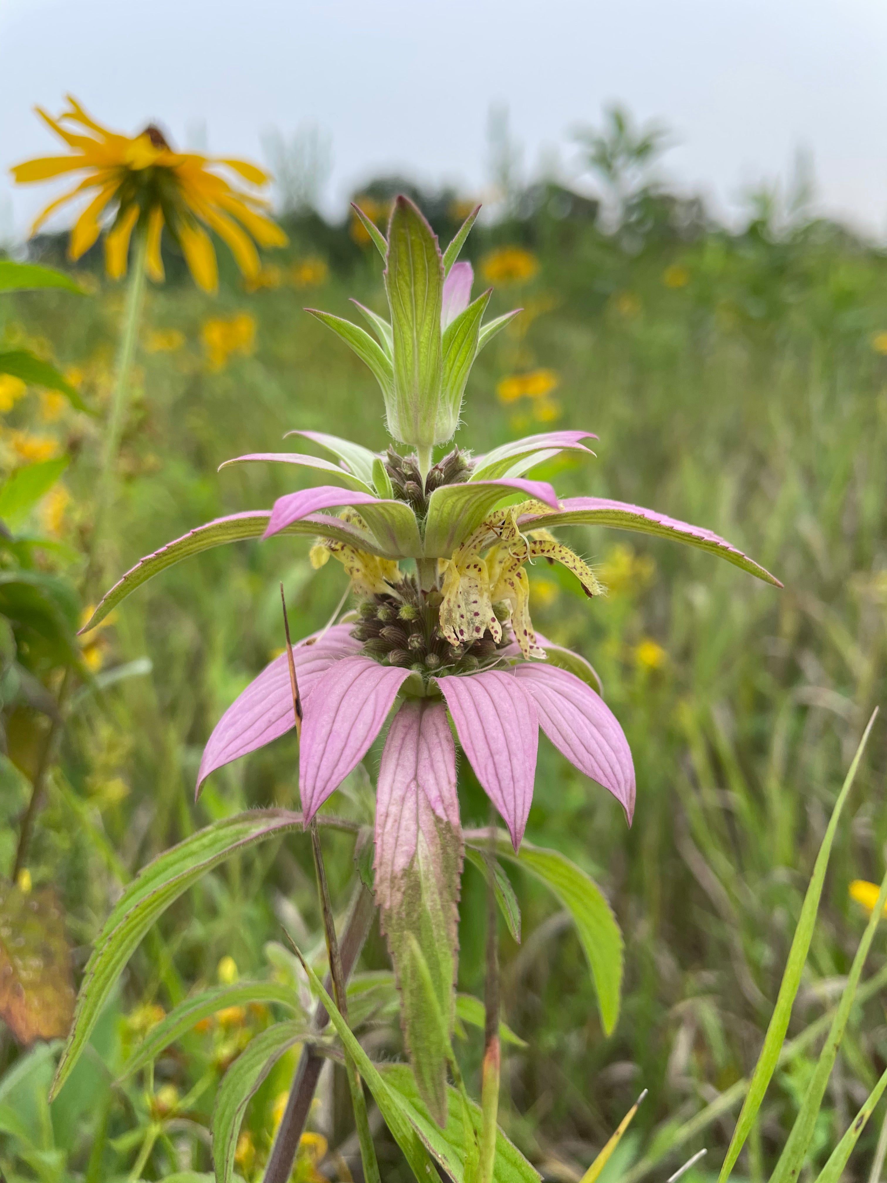 Monarda punctata / Monarde Ponctuée / Spotted Bee Balm