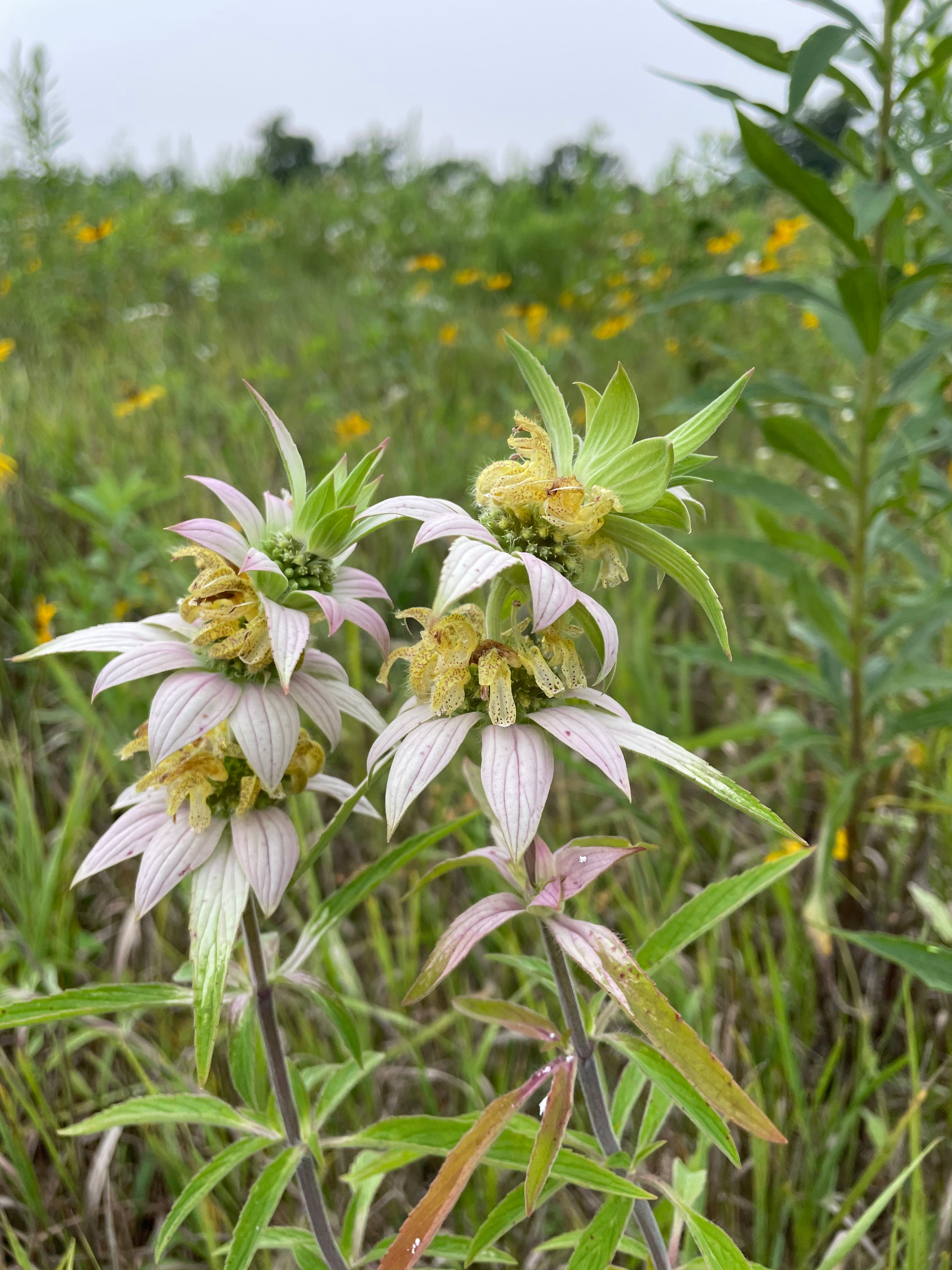 Monarda punctata / Monarde Ponctuée / Spotted Bee Balm