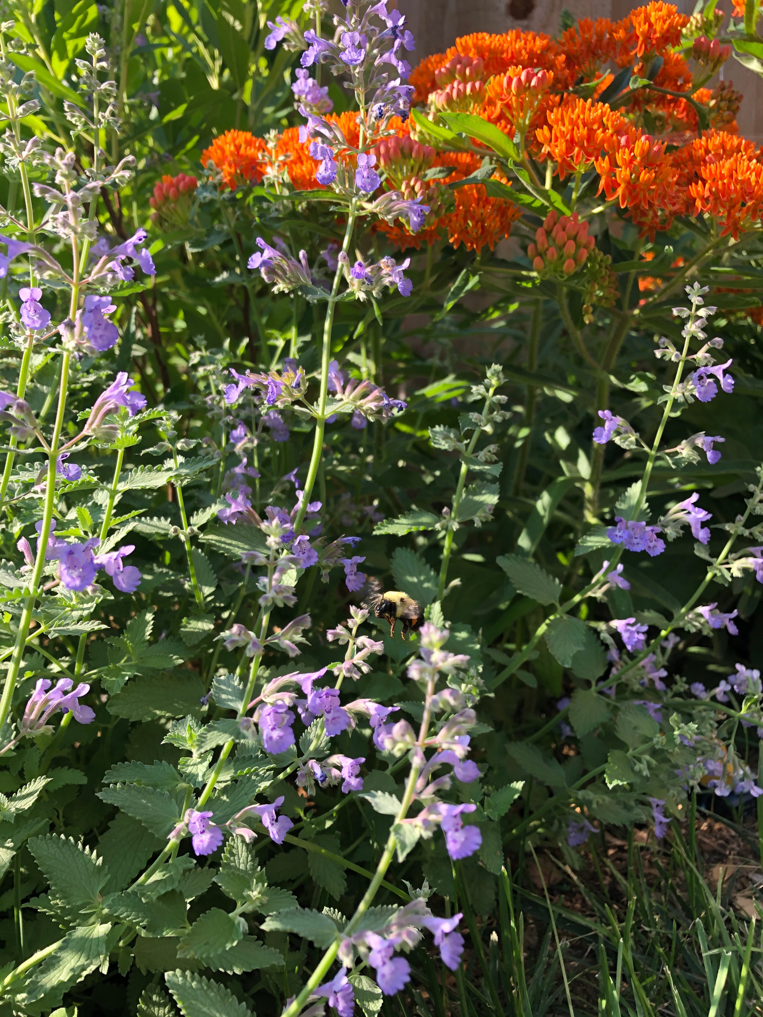 Nepeta racemosa / Népéta à fleurs bleues / Catmint