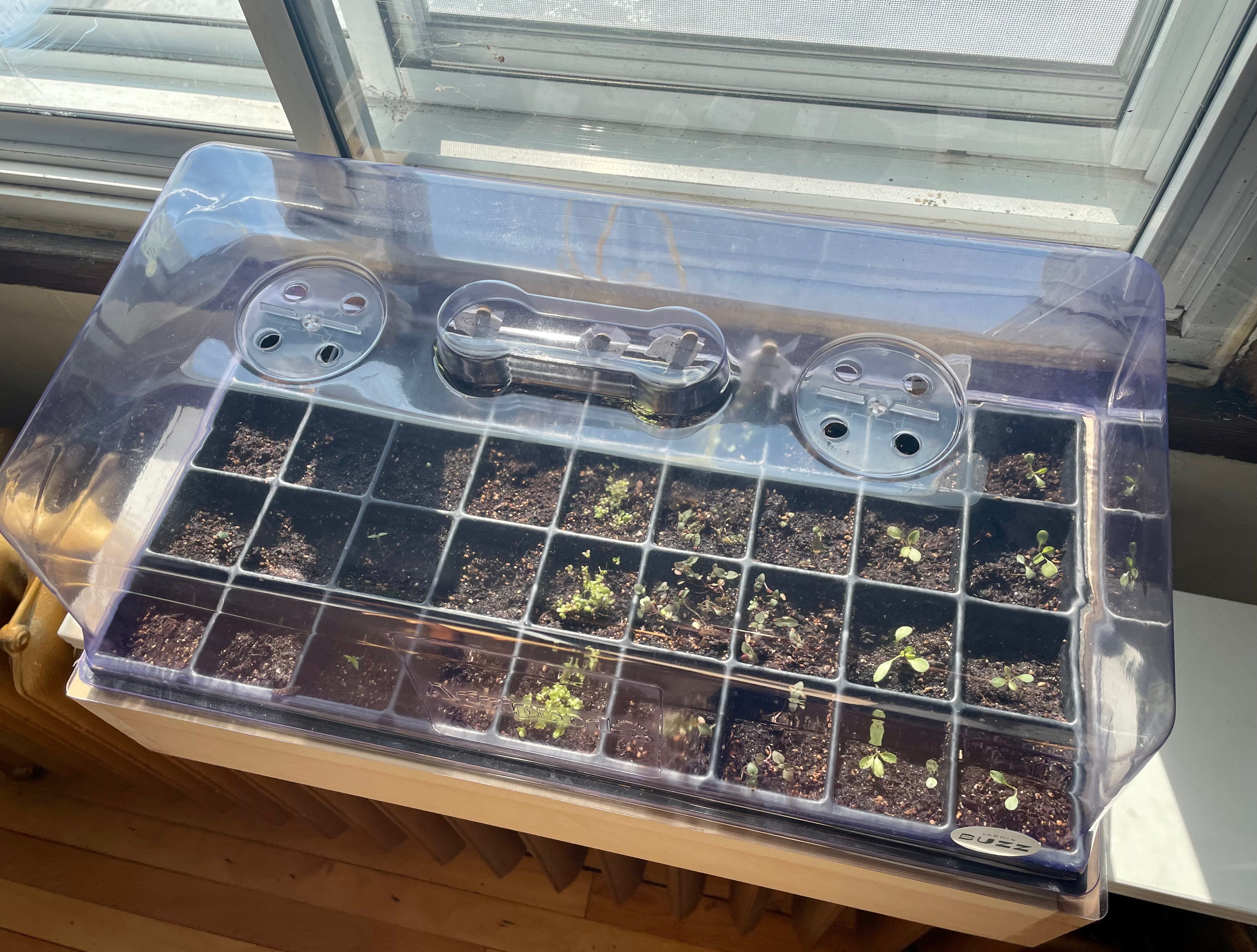 Le kit de démarrage complet pour les semences de polinisateur | The Big Buzz Domed Window Planter - The Complete Polinator Seed Starter Kit