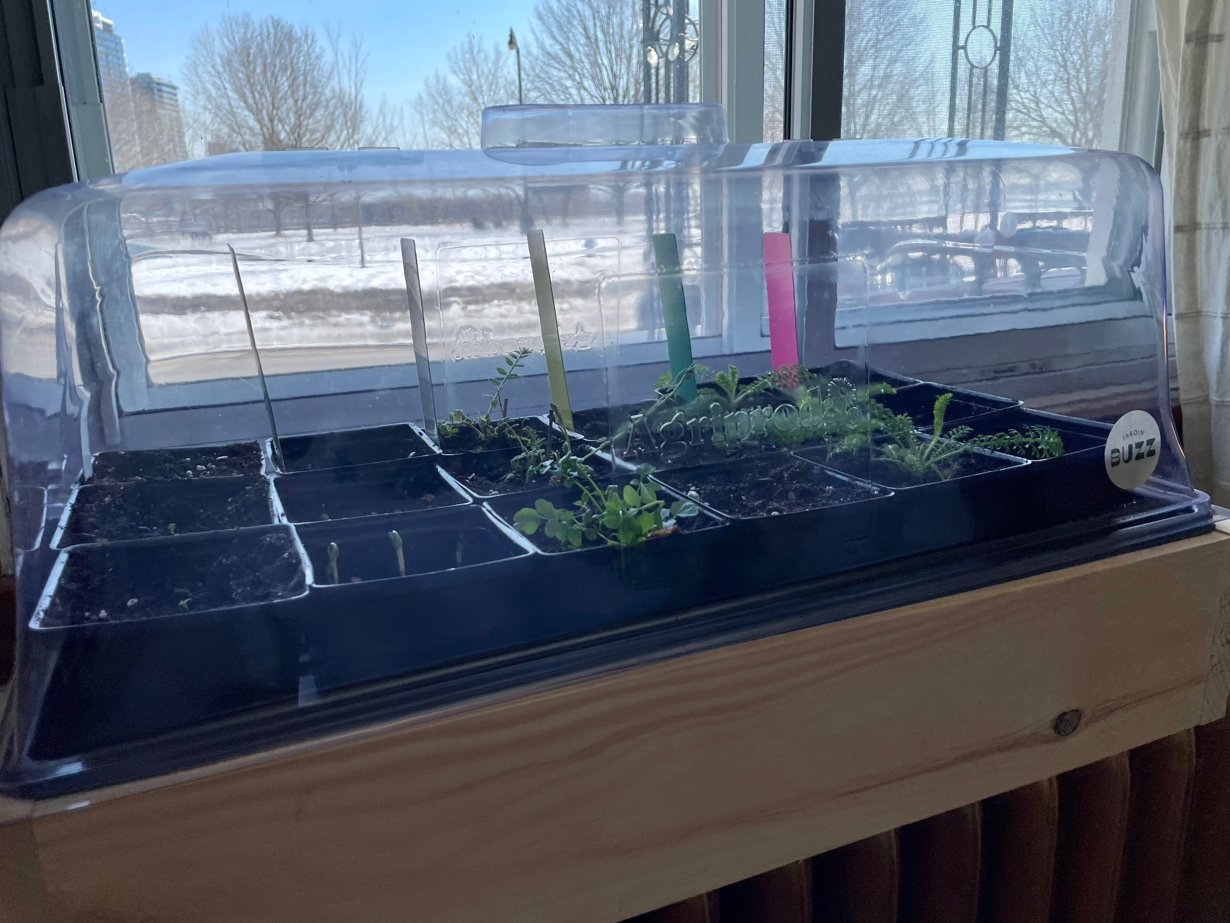 Le kit de démarrage complet pour les semences de polinisateur | The Big Buzz Domed Window Planter - The Complete Polinator Seed Starter Kit