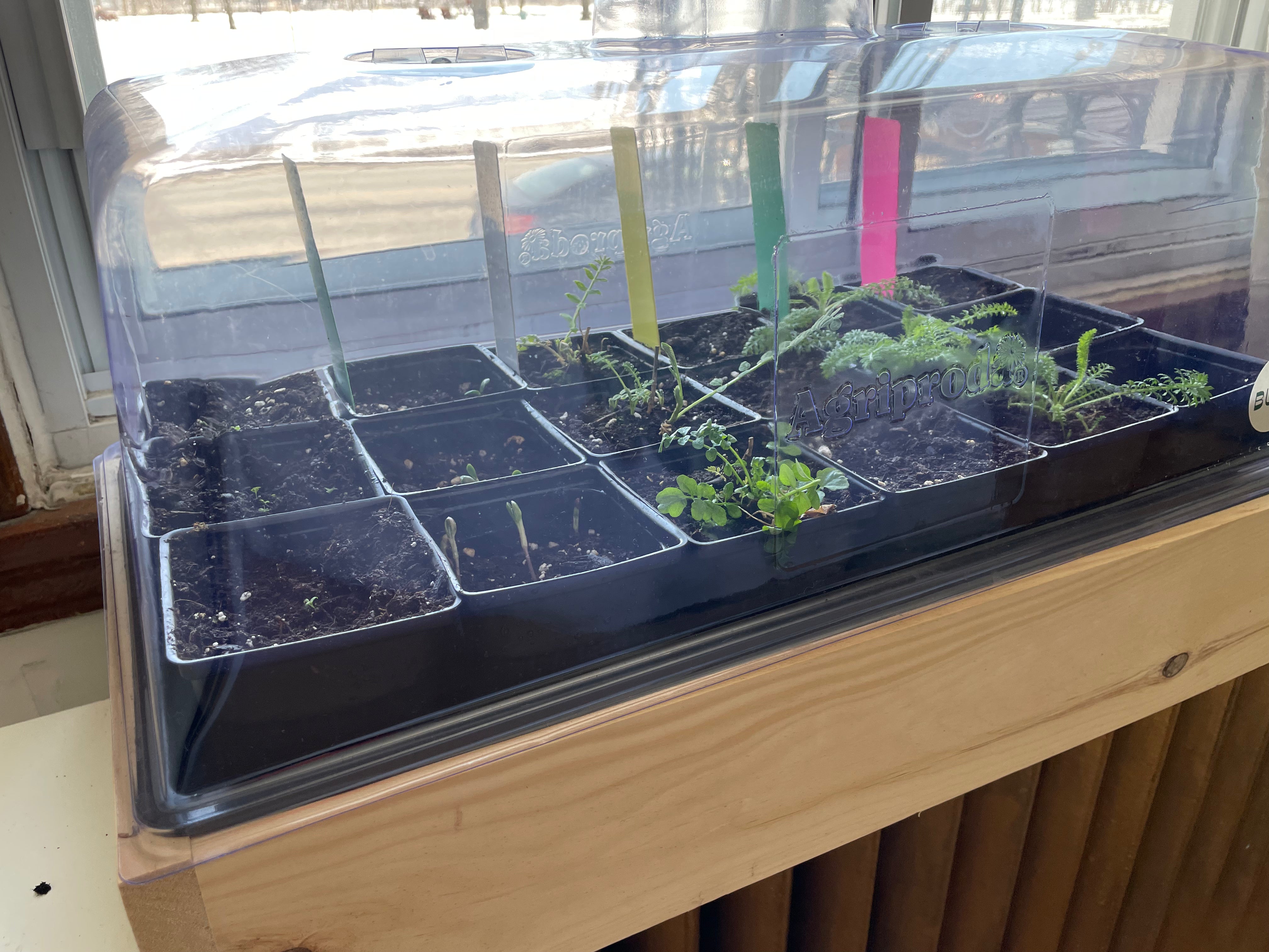 Le kit de démarrage complet pour les semences de polinisateur | The Big Buzz Domed Window Planter - The Complete Polinator Seed Starter Kit